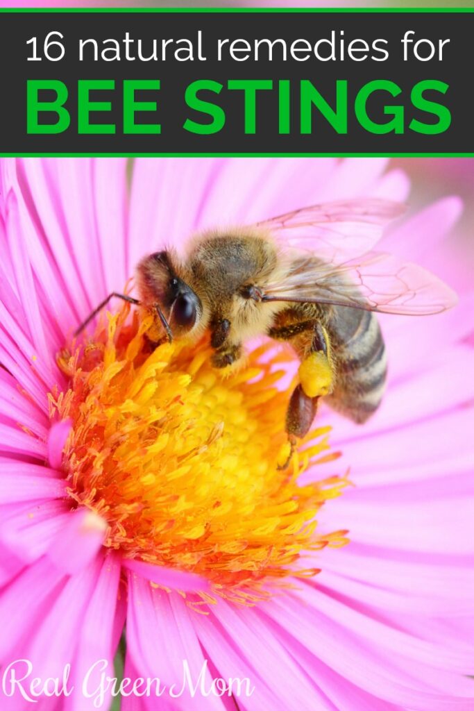 Honeybee gathering pollen from a pink flower with yellow center