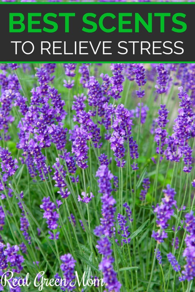 Open field of lavender