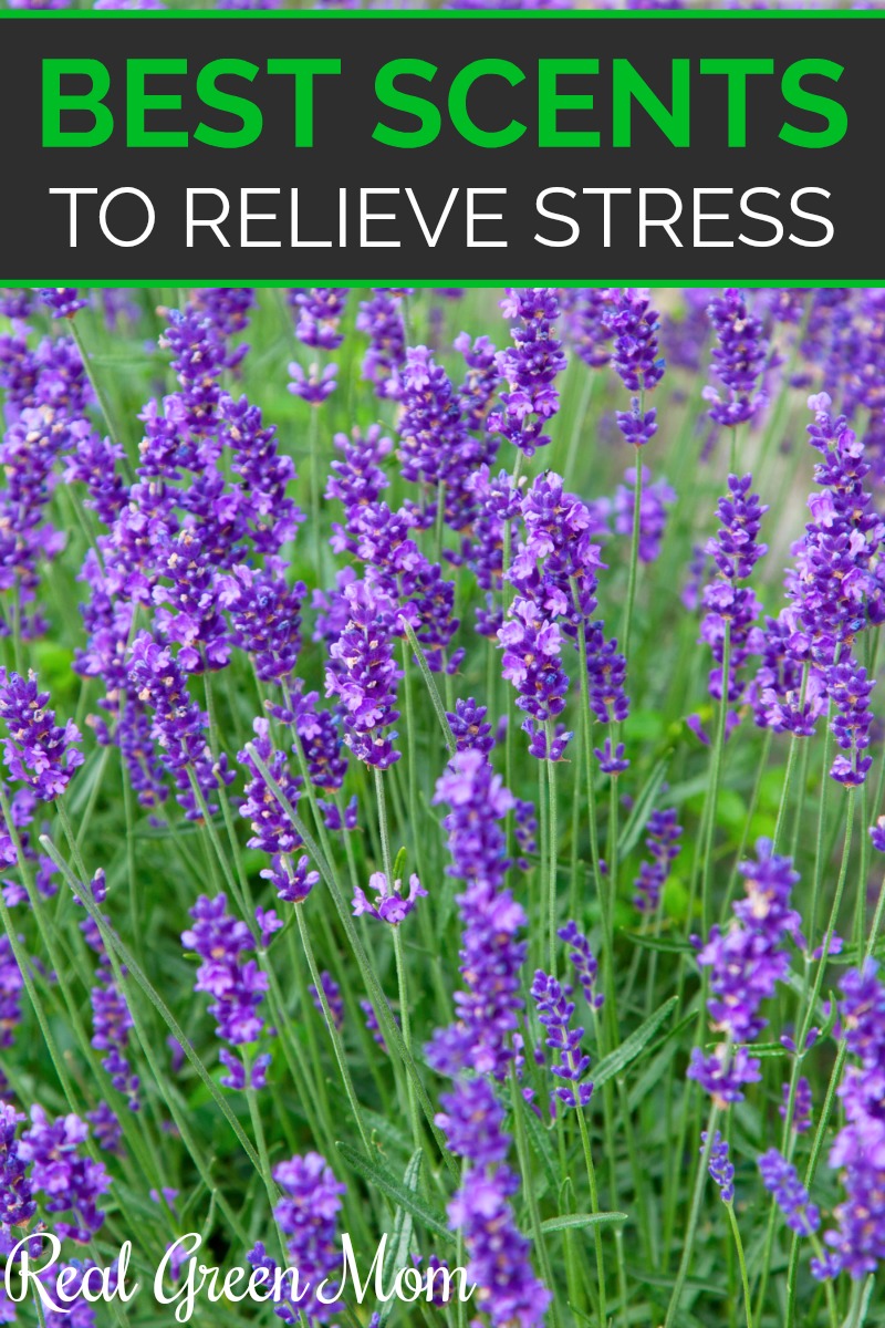 Best Scents to Relieve Stress Real Green Mom