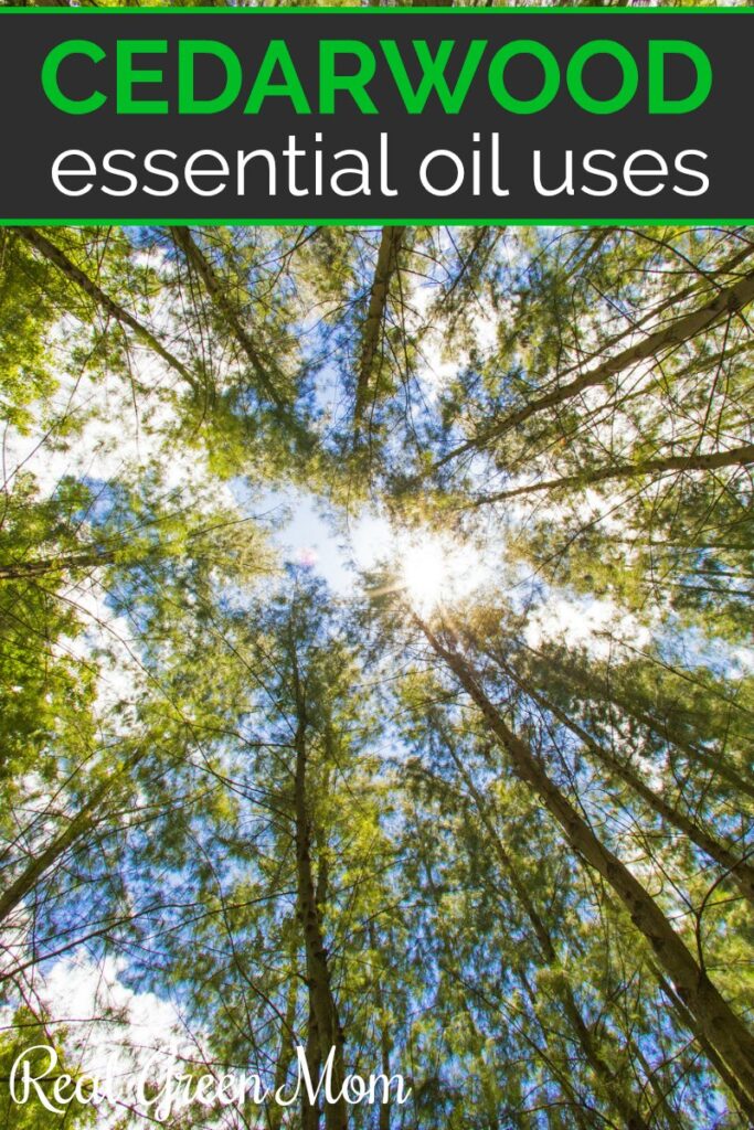 Tall cedarwood trees with sunlight shining through