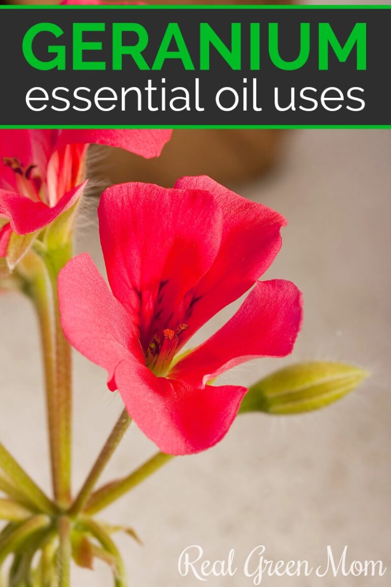 How to Use Geranium Essential Oil Real Green Mom