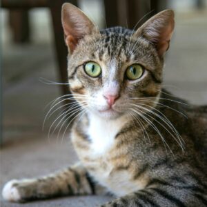 Gray tabby cat with white chest laying on the stone floor looking at the camera