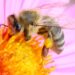 Honey bee in pink flower